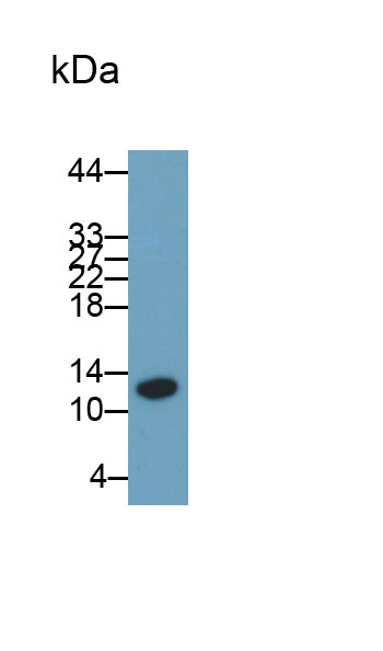 Monoclonal Antibody to S100 Calcium Binding Protein A8 (S100A8)