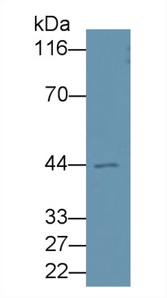 Monoclonal Antibody to Apolipoprotein A4 (APOA4)