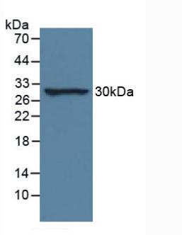Monoclonal Antibody to Interleukin 33 (IL33)