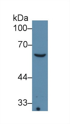 Monoclonal Antibody to Collagen Type VIII Alpha 1 (COL8a1)