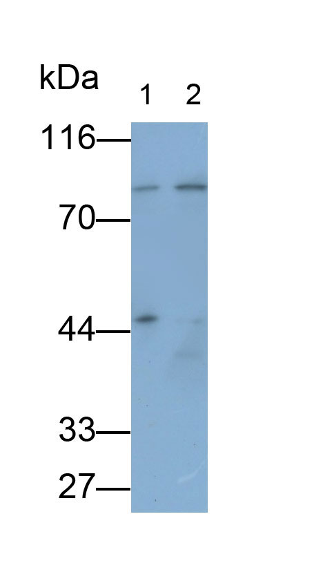 Monoclonal Antibody to Aryl Hydrocarbon Receptor Nuclear Translocator (ARNT)