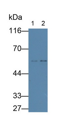 Monoclonal Antibody to Fibulin 3 (FBLN3)