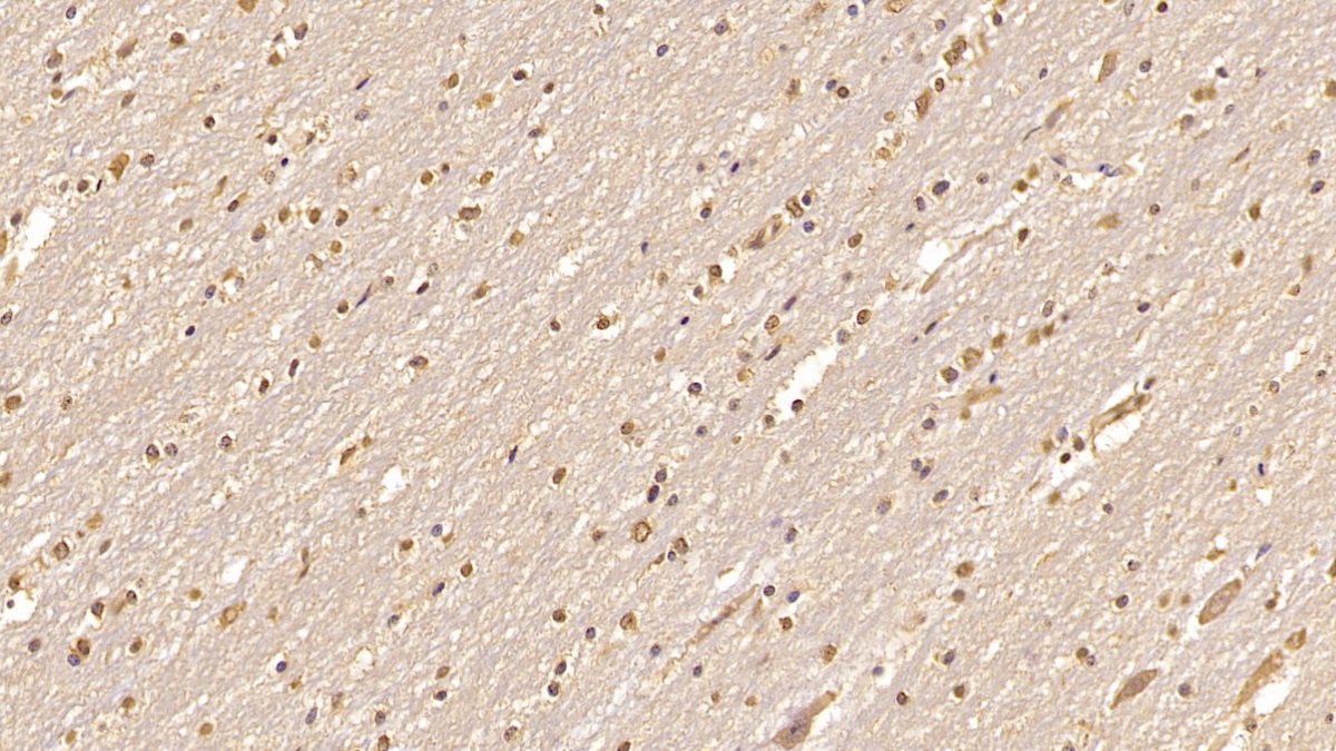 Monoclonal Antibody to Cerebral Dopamine Neurotrophic Factor (CDNF)