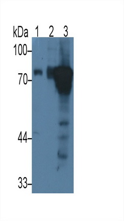Monoclonal Antibody to Periostin (POSTN)