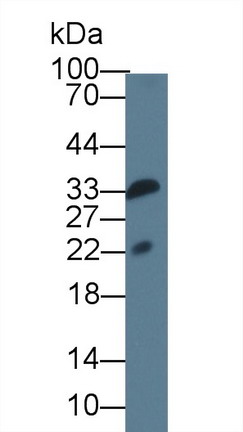Monoclonal Antibody to Interleukin 1 Family, Member 9 (IL1F9)
