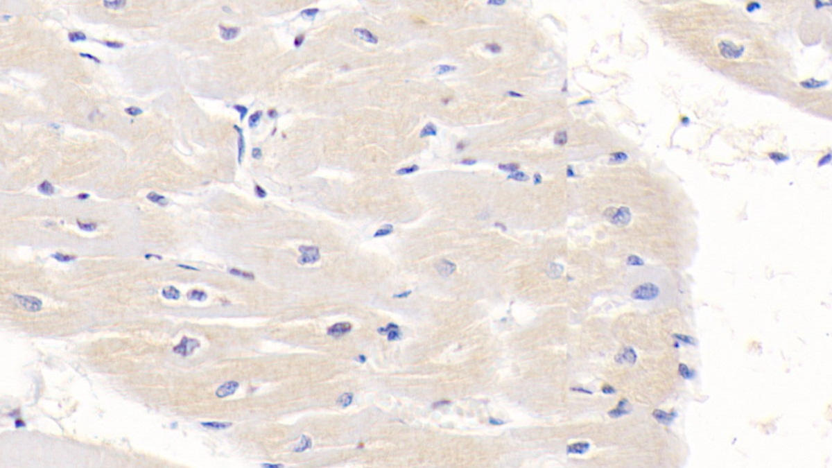 Monoclonal Antibody to Semaphorin 3A (SEMA3A)