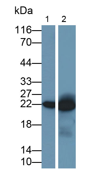 Monoclonal Antibody to Mitochondrial Ribosomal Protein S4 (MRPS4)