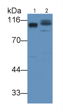 Polyclonal Antibody to Activated Leukocyte Cell Adhesion Molecule (ALCAM)