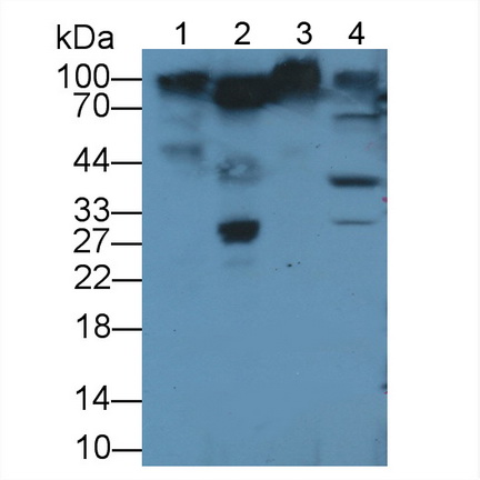 Polyclonal Antibody to Activated Leukocyte Cell Adhesion Molecule (ALCAM)