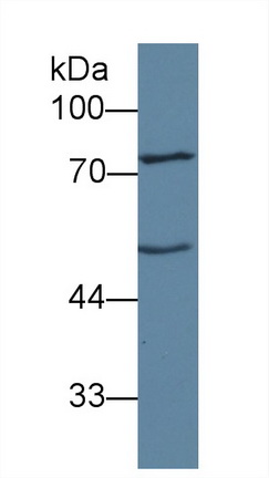 Polyclonal Antibody to Angiopoietin 1 (ANGPT1)