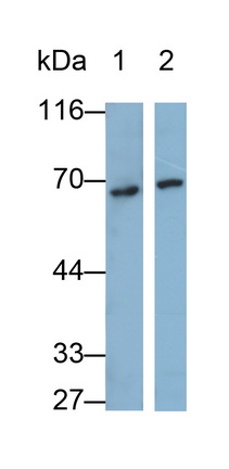 Polyclonal Antibody to Bone Morphogenetic Protein Receptor 2 (BMPR2)