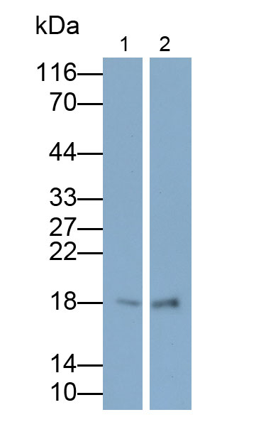 Polyclonal Antibody to Insulin Like Growth Factor 1 (IGF1)