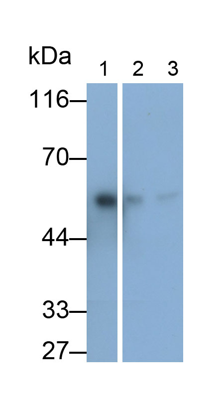 Polyclonal Antibody to Glial Fibrillary Acidic Protein (GFAP)