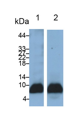 Polyclonal Antibody to Interleukin 8 (IL8)