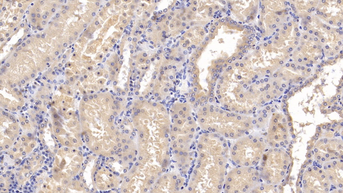 Polyclonal Antibody to Osteoprotegerin (OPG)