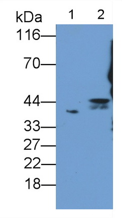 Polyclonal Antibody to Adiponectin Receptor 2 (ADIPOR2)
