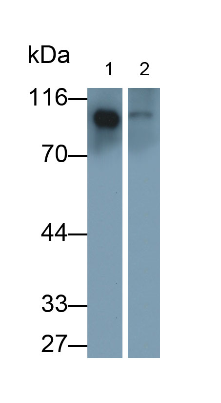 Polyclonal Antibody to Meprin A Alpha (MEP1a)