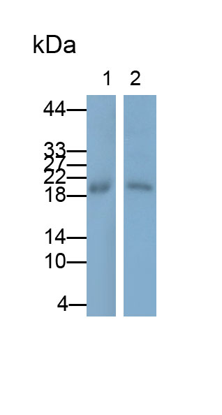Polyclonal Antibody to Atrial Natriuretic Peptide (ANP)
