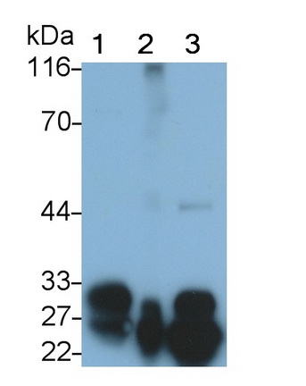 Polyclonal Antibody to Protease, Serine 1 (PRSS1)