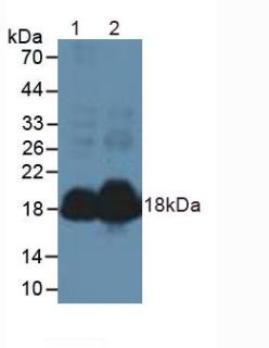 Polyclonal Antibody to Natriuretic Peptide Precursor A (NPPA)
