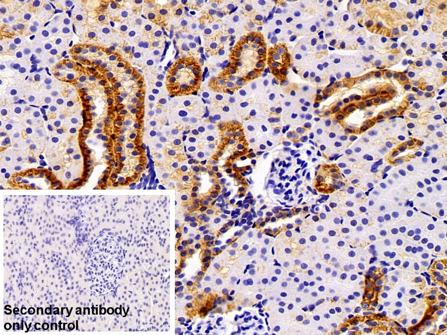Polyclonal Antibody to Alpha-Fodrin (SPTAN1)