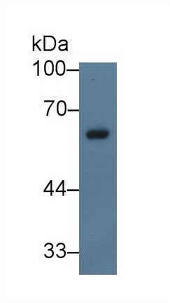Polyclonal Antibody to Neutrophil Cytosolic Factor 2 (NCF2)