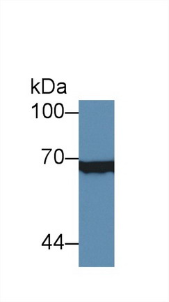 Polyclonal Antibody to X-Ray Repair Cross Complementing 6 (XRCC6)