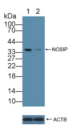 Polyclonal Antibody to Nitric Oxide Synthase Interacting Protein (NOSIP)