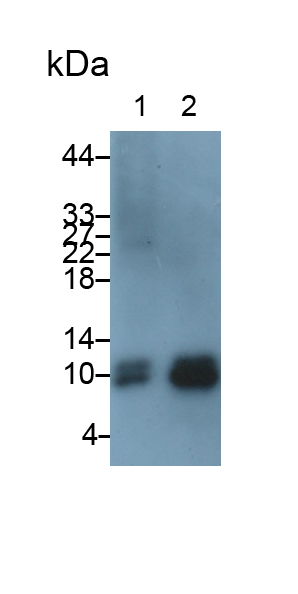 Polyclonal Antibody to Transition Protein 1 (TNP1)