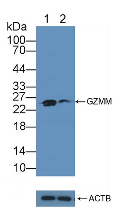 Polyclonal Antibody to Granzyme M (GZMM)