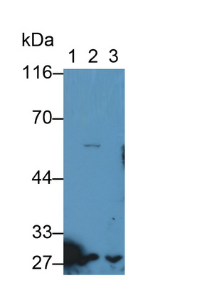 Polyclonal Antibody to Granzyme M (GZMM)