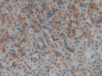 Polyclonal Antibody to Cystatin A (CSTA)