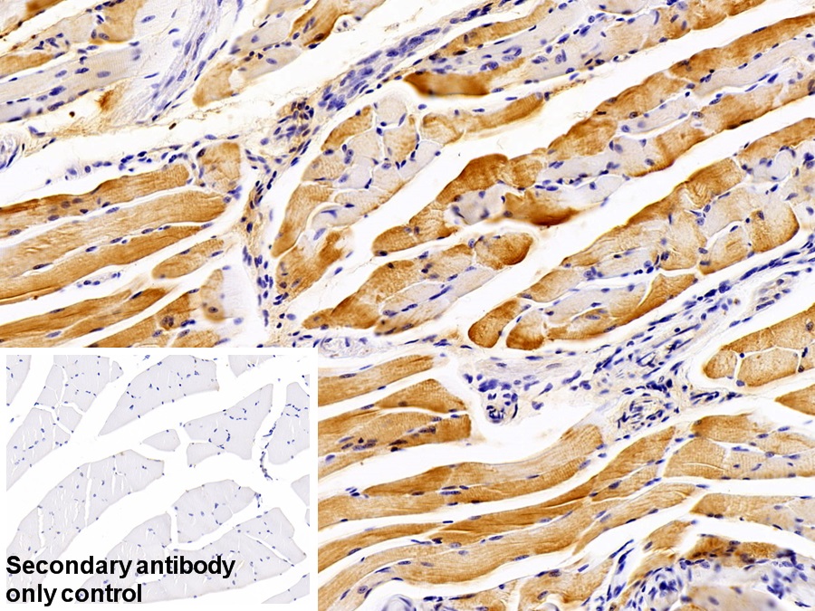 Polyclonal Antibody to N-Terminal Pro-Atrial Natriuretic Peptide (NT-ProANP)