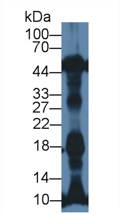 Polyclonal Antibody to N-Terminal Pro-Atrial Natriuretic Peptide (NT-ProANP)