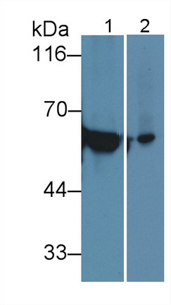 Polyclonal Antibody to Cytokeratin 12 (CK12)