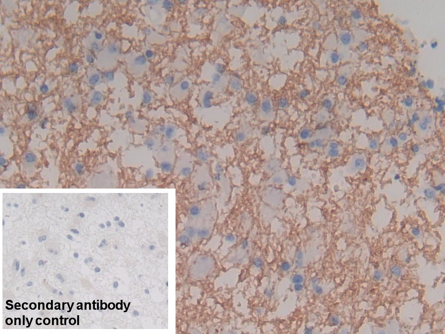 Polyclonal Antibody to Myelin Basic Protein (MBP)
