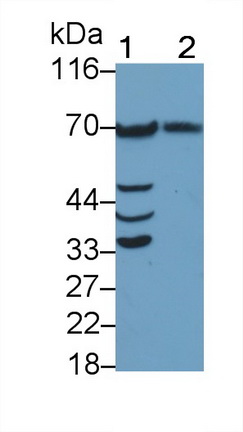 Polyclonal Antibody to Phospholipase A2 Activating Protein (PLAP)