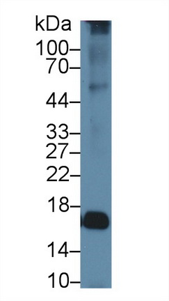 Polyclonal Antibody to Aquaporin 2, Collecting Duct (AQP2)