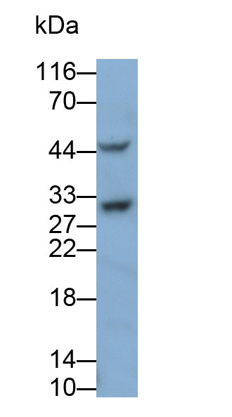 Polyclonal Antibody to Cyclin D3 (CCND3)