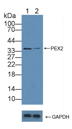 Polyclonal Antibody to Peroxisomal Biogenesis Factor 2 (PEX2)