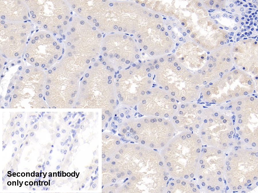 Polyclonal Antibody to Apolipoprotein A2 (APOA2)
