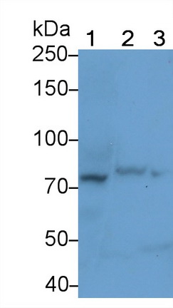 Polyclonal Antibody to Coagulation Factor V (F5)