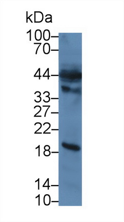 Polyclonal Antibody to Caspase 12 (CASP12)