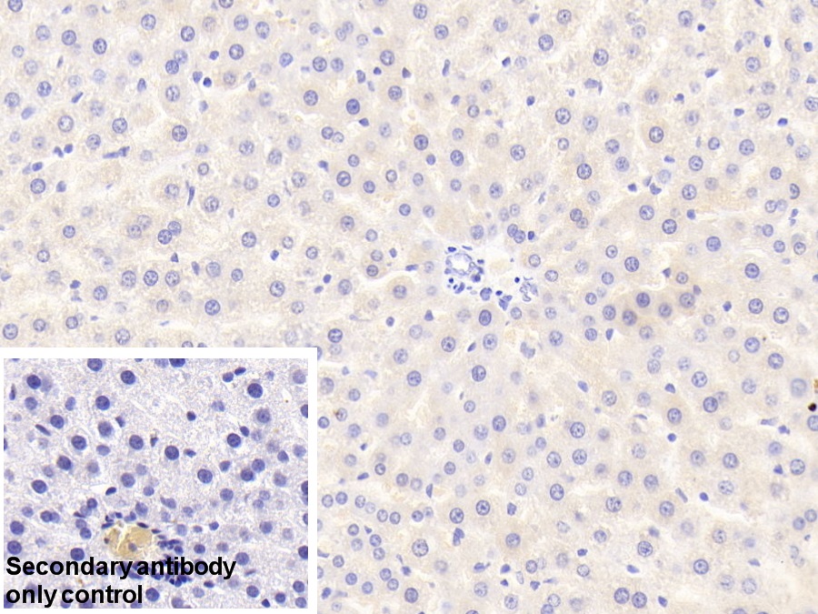 Polyclonal Antibody to Caspase 12 (CASP12)