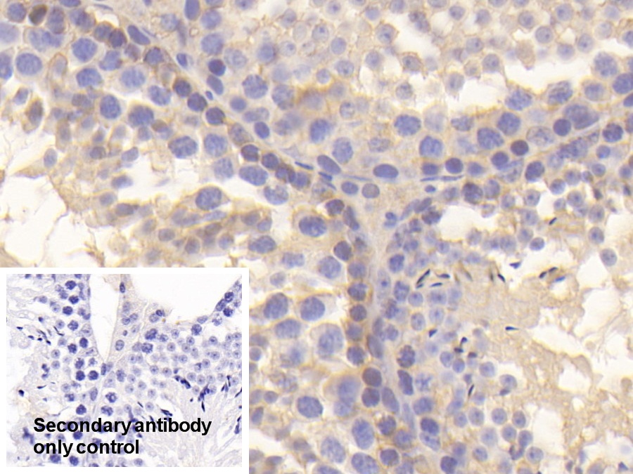 Polyclonal Antibody to Macrophage Migration Inhibitory Factor (MIF)