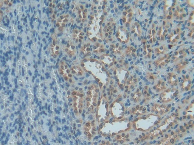 Polyclonal Antibody to Thioredoxin (Trx)