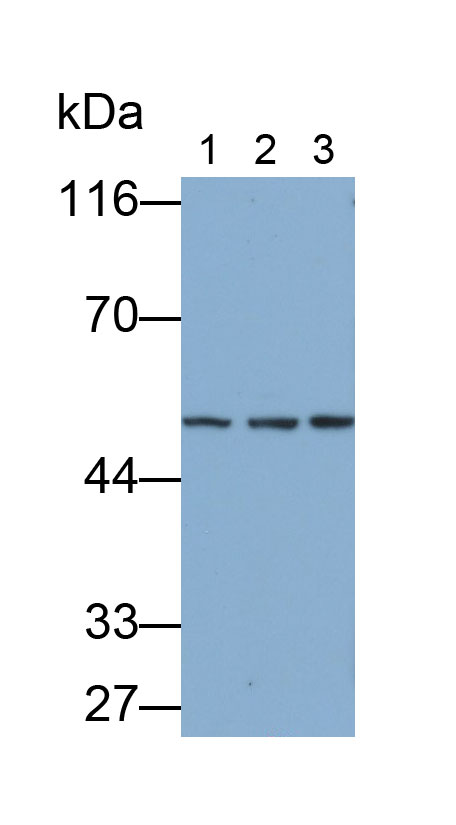 Polyclonal Antibody to Heparanase (HPSE)