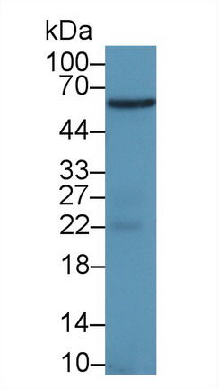 Polyclonal Antibody to Cyclooxygenase 1 (COX-1)