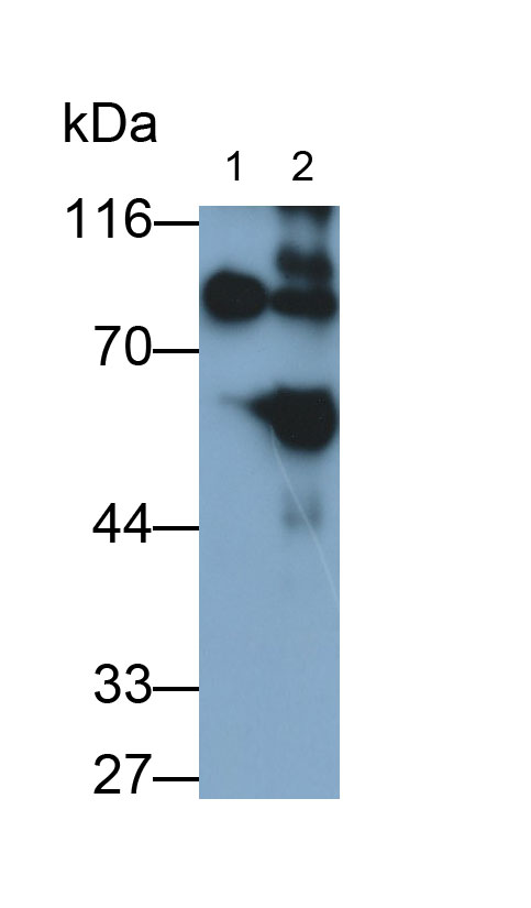 Polyclonal Antibody to Lactoferrin (LTF)