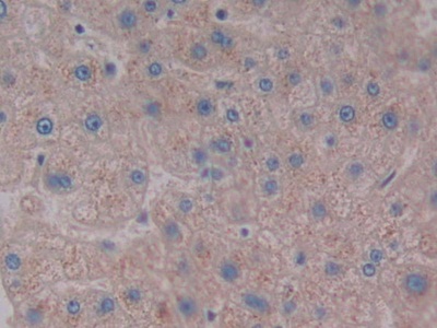 Polyclonal Antibody to Neuropeptide S (NPS)